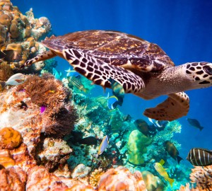 Swimming and snorkeling in St Kitts - Photo courtesy of Superyacht STARFIRE