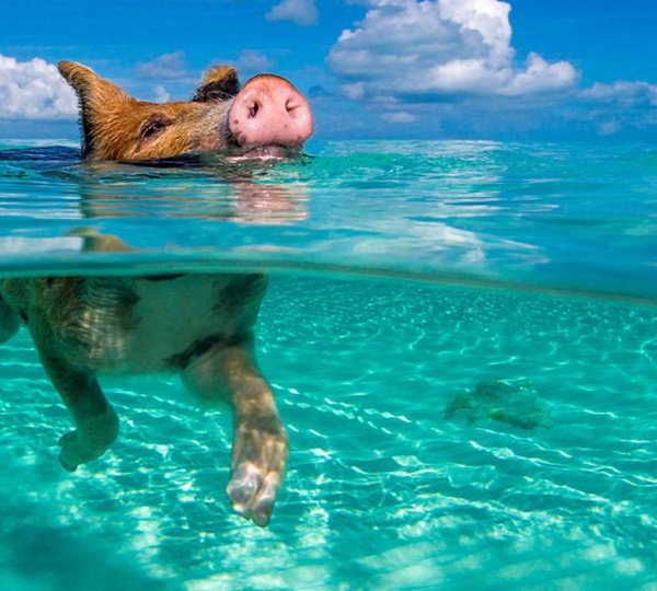 The Bahamas Swimming Pigs