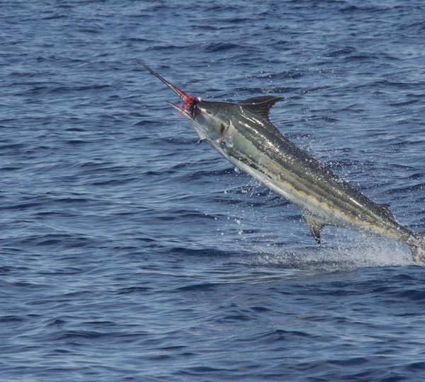 Big Game Fishing - Marlin