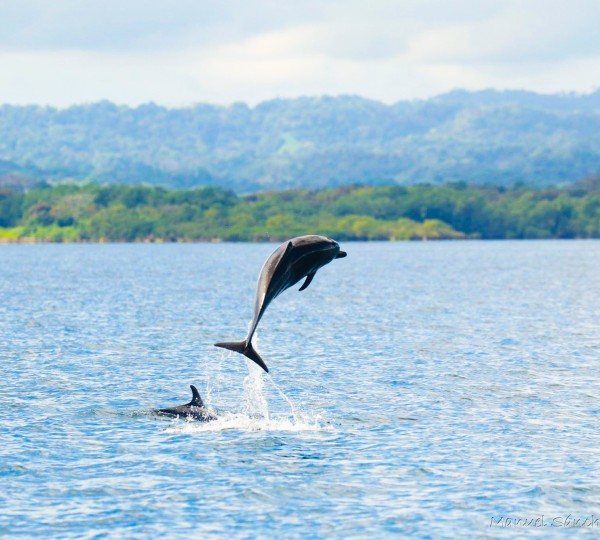 Wildlife Costa Rica Spinner Dolphins