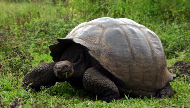 Tortoise by Don Audette of Sterling Heights, MI, USA - Image credit Galapagos.com