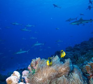 Diving in Fiji - Photo credit to Superyacht Private Expeditions