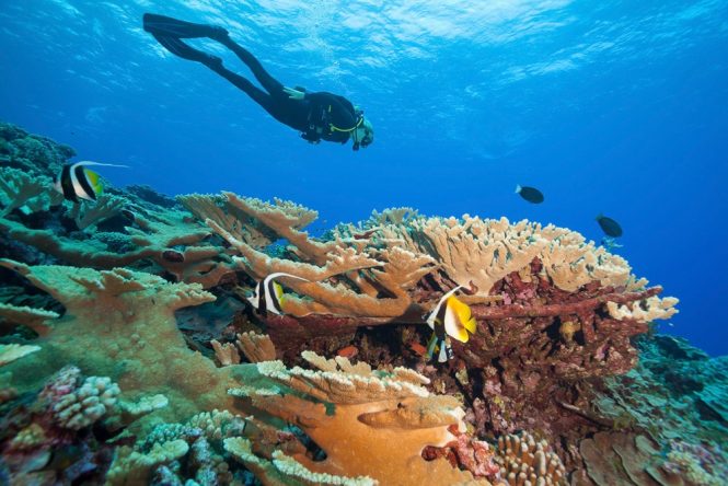 Extensive Study Shows Positive Recovery for Coral Reefs in French ...