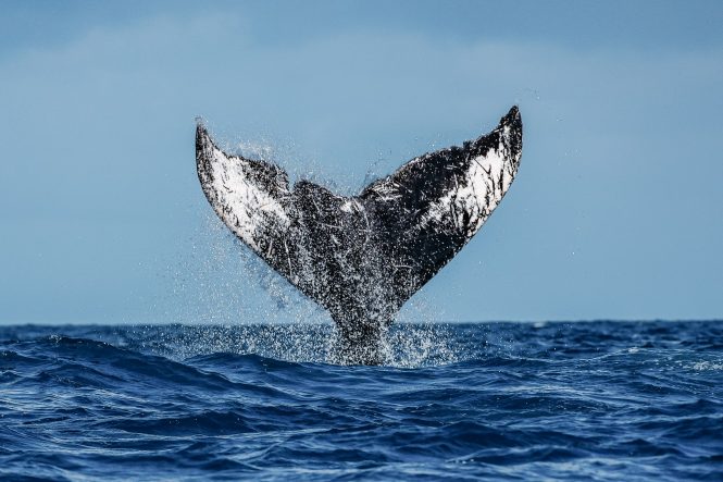 Humpback whales in the North Atlantic
