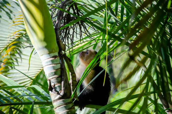 Costa Rica - a wildlife paradise