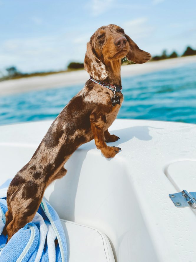 Dog Friendly yacht charters